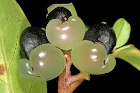 Image result for Metteniusaceae