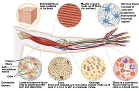 The gap junction is an essential membrane component of animal tissues. 1 4 3 Animal Tissues Siyavula Life Sciences Grade 10 Openstax Cnx