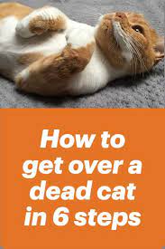 My Cat Died And I Feel Guilty 8 Ways To Process Grief Cat Advice Cat Problems Cats