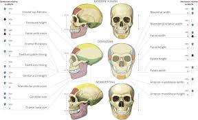 The denisovans or denisova hominins are an extinct species or subspecies of archaic human that ranged across asia during the lower and middl. Reconstructing Denisovan Anatomy Using Dna Methylation Maps Sciencedirect