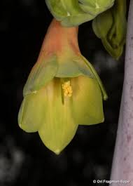 Image result for Cyrtanthus rhodesianus