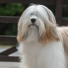 Tibetan terriers for sale from reputable breeders. Tibetan Terrier Breeds A To Z The Kennel Club