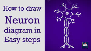 How To Draw Neuron In Easy Steps Control Coordination 10 Biology Cbse Ncert Class 10 Science