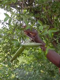 Image result for Strophanthus sarmentosus