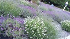 Maybe you would like to learn more about one of these? Growing Lavender In Michigan Advice For A Purple Garden Gardening In Michigan
