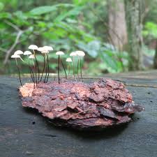 Image result for Marasmius sp.