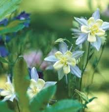 You can also easily save columbine seeds to sow in your garden or share. Columbine Flower Garden Design