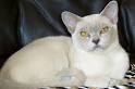 12 Ugly Truth About Lilac Burmese Kittens Nz | Lilac ...