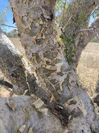 Image result for Boscia foetida