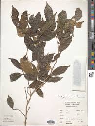 Image result for Dichapetalum edule