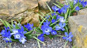 Image result for Tecophilaeaceae