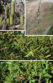 Image result for Enneapogon cenchroides