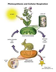 The Relationship Between Cellular Respiration And