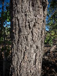 Image result for Erythrophleum