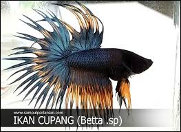 Obat ikan cupang aduan infoikan.com sudah tau cara menajamkan gigi ikan cupang? Perbedaan Cupang Hias Dan Cupang Aduan