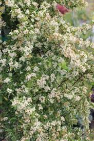 Image result for Pyrenacantha grandiflora