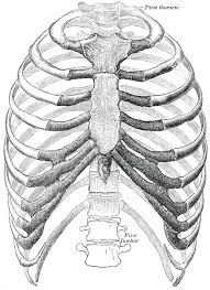 They are curved and flat bones. Rib Cage Wikipedia