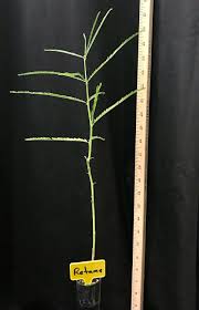 Image result for Secamone retusa