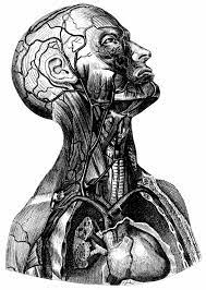 I love old anatomy illustrations, i purchase them from ebay, yard sales, and thrift stores. Human Vintage Anatomy Illustration Art