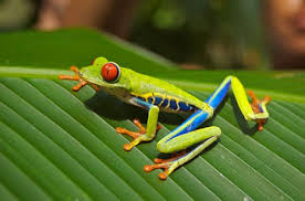 The habitat of an animal or plant is the natural environment in which it normally lives. What Is A Natural Habitat Definition Habitat Destruction Video Lesson Transcript Study Com