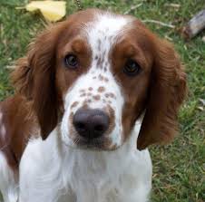 10 Best English Springer Spaniel Dog Names The Paws Springer Spaniel Welsh Springer Spaniel Puppies Brittany Dog