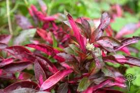 Image result for Alternanthera sessilis