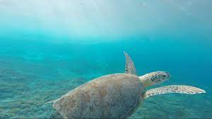 Maybe you would like to learn more about one of these? Sea Turtle Nesting Season Tropical Breeze Resort Hotel