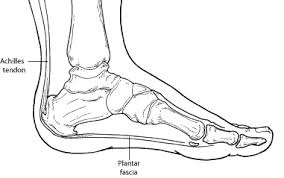When you stretch ligaments or tendons, it's like stretching leather—they don't just snap back like a. Heel Pain Plantar Fasciitis Foot Health Facts