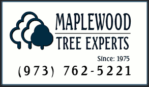 Check spelling or type a new query. Tree Service Tree Service Nj All American Tree Service