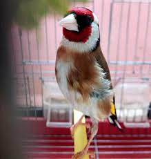Pin Di Volaroum Su Chardonneret Cardellino Uccelli