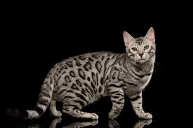 Dominant colours cannot skip generations so a black cat must have had. What Is A Silver Bengal Cat
