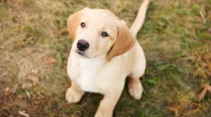 Will be available christmas week! Labrador Retriever Mixes 51 Lab Crossbreeds With Pictures