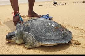 Find the perfect olive ridley sea turtle stock photos and editorial news pictures from getty images. Olive Ridley Turtles Wash Up On Karwar Beach Experts Perplexed The New Indian Express