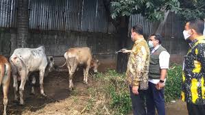 Rph pendidikan seni tahun 1. Pemprov Dki Serahkan 32 Hewan Kurban Ke Rumah Potong Hewan Dharma Jaya