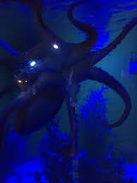 Deep sea world edinburgh discount. Deep Sea World Auf Twitter Have You Seen Our New Octopus Yet