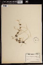 Image result for Bulbophyllum encephalodes