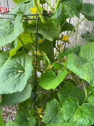 Image result for male flowers cucumber