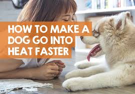 What to do when dog is in heat. How To Make A Dog Come Into Heat Faster Methods Risks