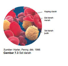 Kondisi ini disebut sebagai proteinuria. Blog Pelajar Gk Model Tiruan Darah