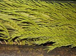 Image result for Raphia ruwenzorica