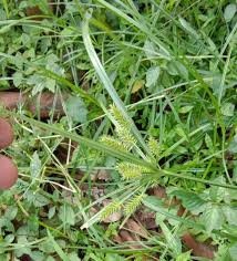 Image result for Cyperus sp. (ex Mariscus sp.no.2)