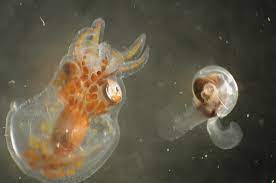 Acidification Effect On Plankton Earth 103 Earth In The Future