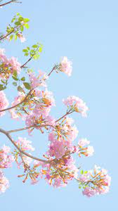 Beautiful flower line art abstract aesthetic minimalist pastel. Pastel Aesthetic Flower Wallpapers Wallpaper Cave