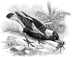Download high quality magpie vectors from our collection of 41,940,205 vectors. Australian Magpie Clipart Etc