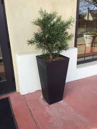 Japanese Ewe And Pot From Home Depot Planter Pots Home Depot Planters