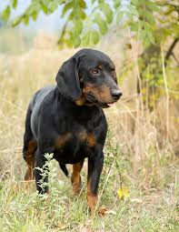 Image result for slovenský kopov