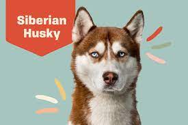 Maybe you would like to learn more about one of these? Siberian Husky Dog Breed Information Characteristics Daily Paws
