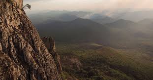 Image result for Xerophyta pseudopinifolia