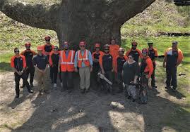 Average price of lawn mowing in connecticut. Bloomfield Ct Tree Service Lawn Care Savatree Ct Arborists