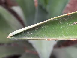 Image result for Beschorneria sp. (Biegel 5357)